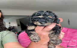 Cavapoo dogs for sale: Adorable F1b toy Cavapoo puppies ready to reserve - Image 7
