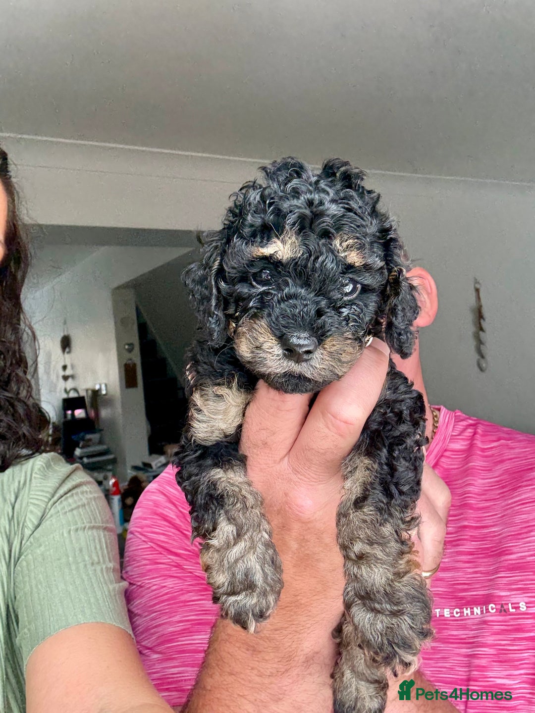 Cavapoo dogs for sale: Adorable F1b toy Cavapoo puppies ready to reserve - Image 7