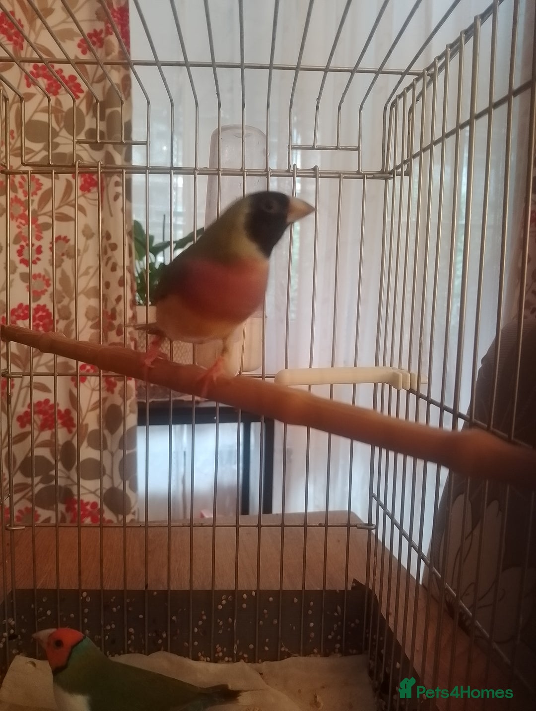 Finches birds for sale: Gouldian finches for sale  - Image 18