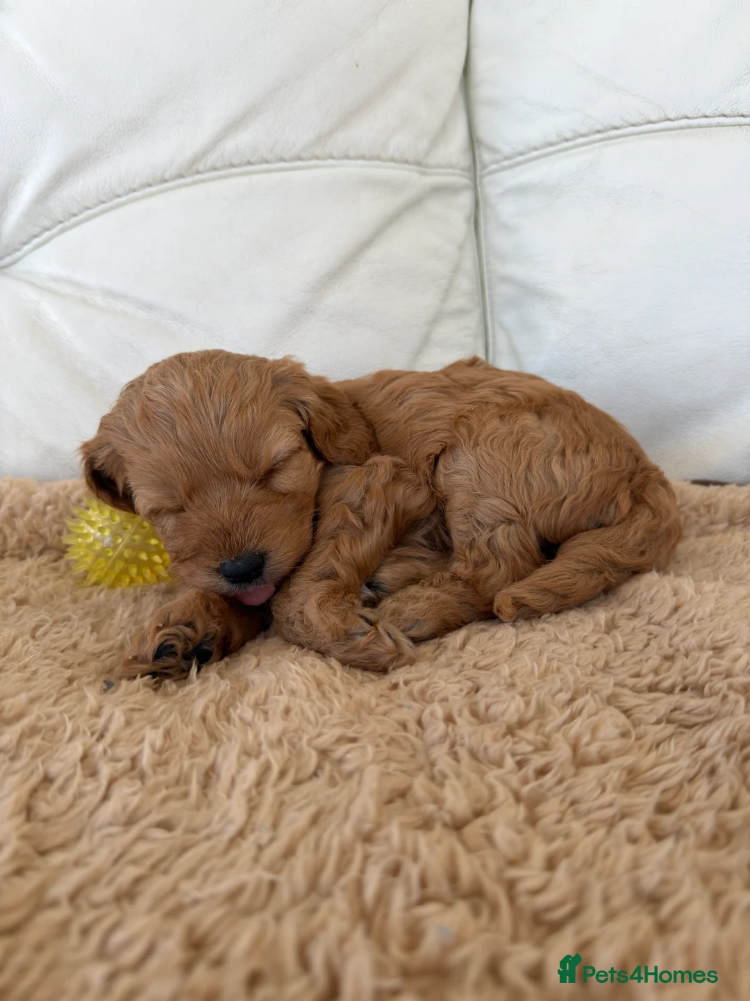 Cavapoochon dogs for sale: 1 GIRL LEFT! Cavapoochon Puppies - Hypoallergenic - Advert 25