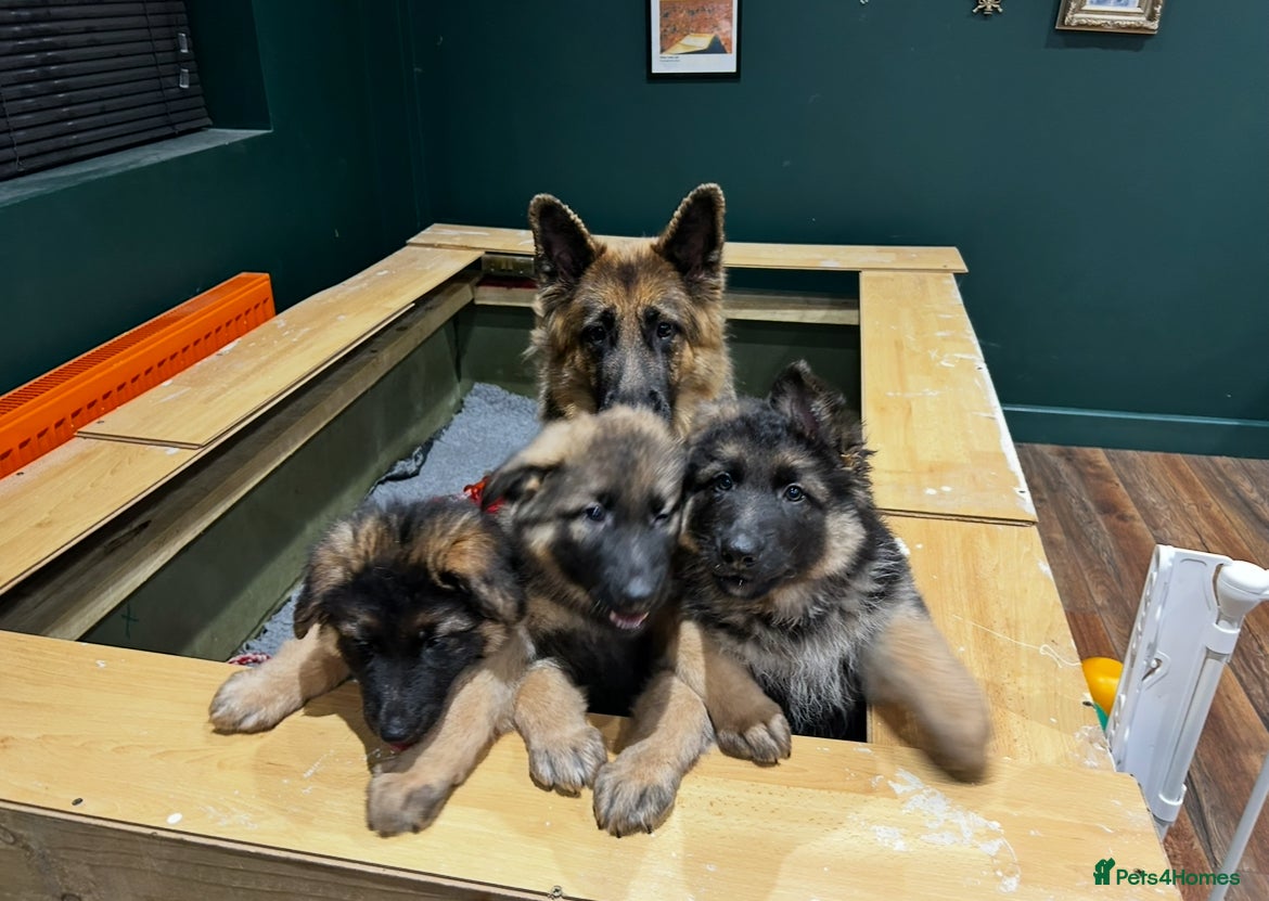 German Shepherd dogs Well-bred, well-loved. Very sad circumstances - Advert 1