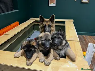 German Shepherd dogs Well-bred, well-loved. Very sad circumstances - Advert 1