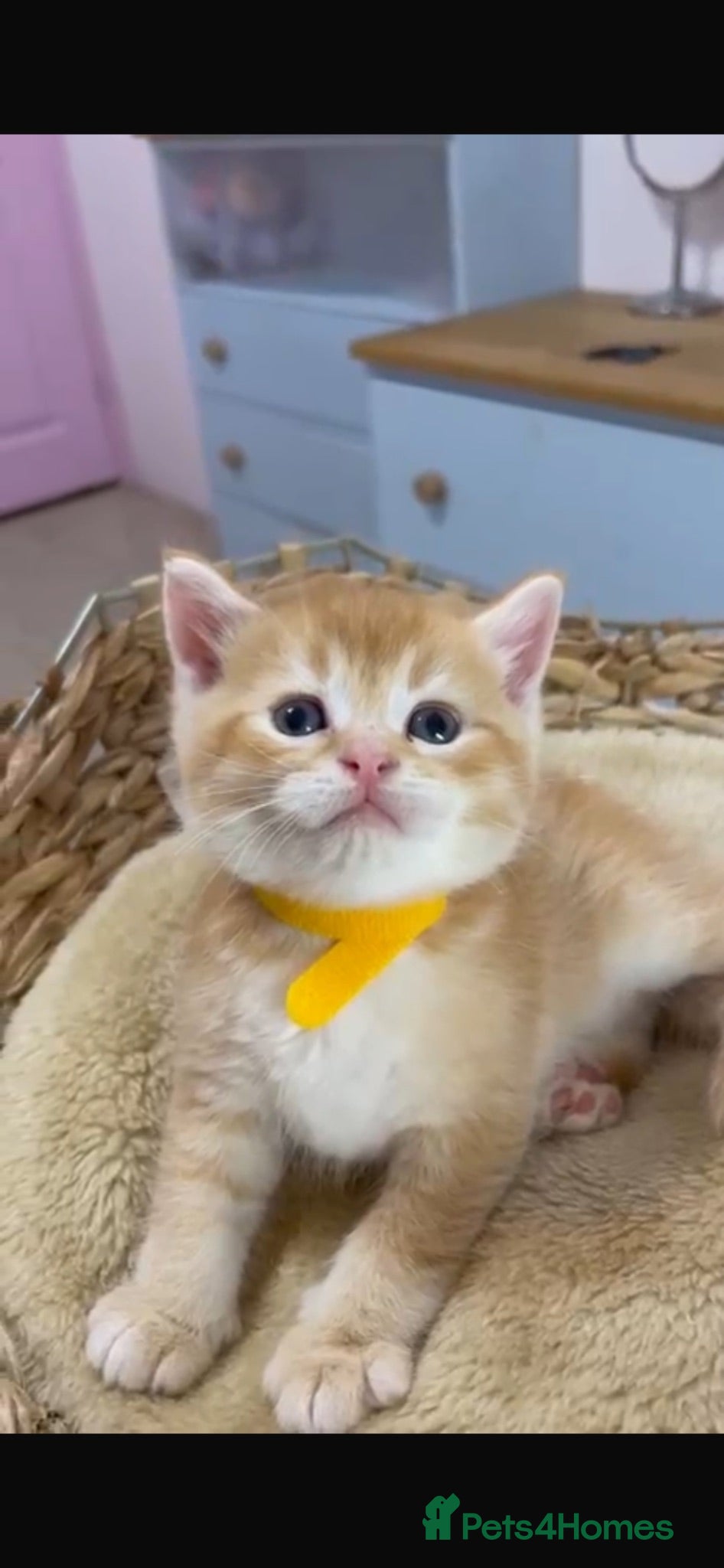 British Shorthair cats Adorable BSH kittens - Advert 1