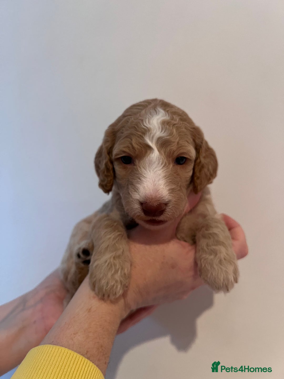 Cockapoo dogs for sale: Apricot F1B Cockapoo puppies - Advert 22