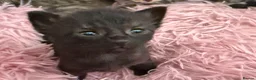 Mixed Breed cats for sale: Beautiful Litter of Playful Kittens, Siamese Cross - Advert 14