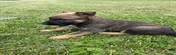 Mixed Breed dogs for sale: Malinios x DDR German Shepard puppies  - Advert 10