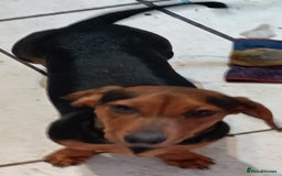Dachshund dogs for sale: 4 lovely dachshund for sale  - Image 7