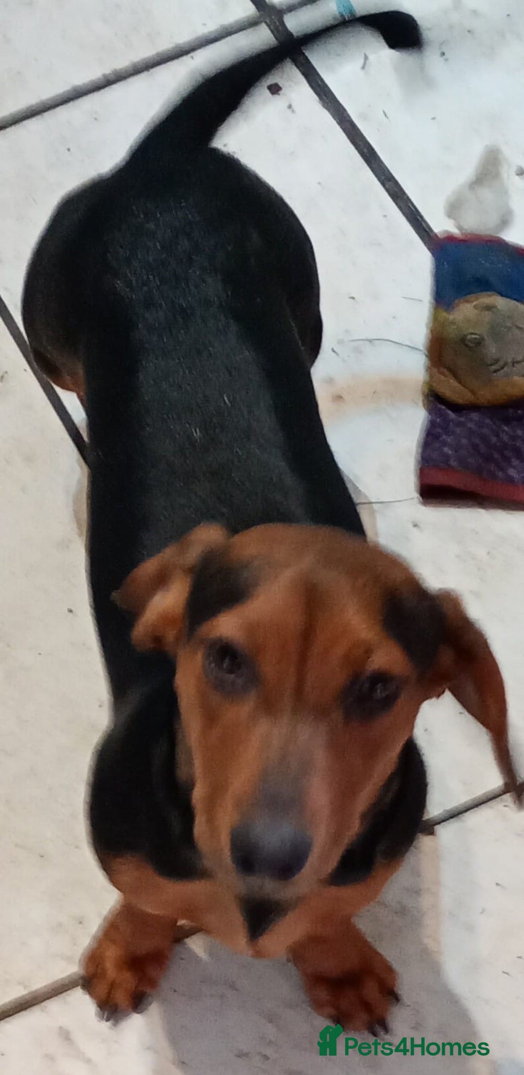 Dachshund dogs for sale: 4 lovely dachshund for sale  - Image 7