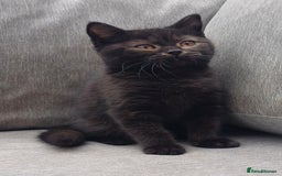 British Shorthair cats for sale: Ready now! Affectionate Black GCCF female - Image 13