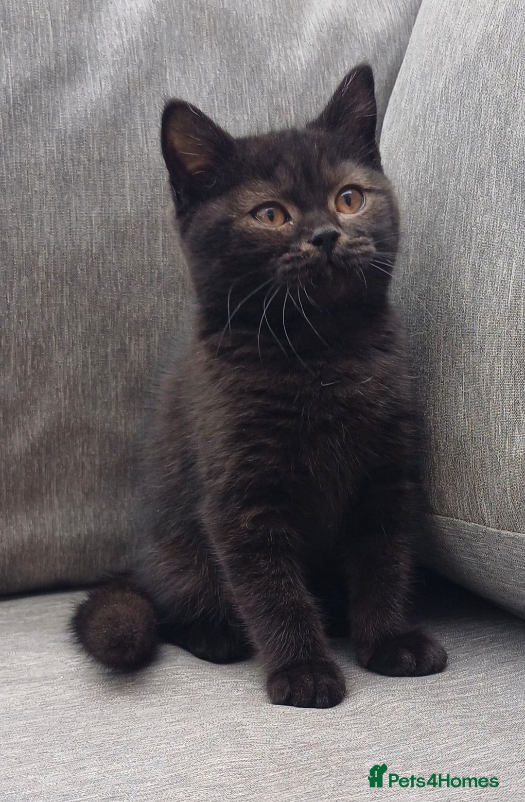 British Shorthair cats for sale: Ready now! Affectionate Black GCCF female - Image 13