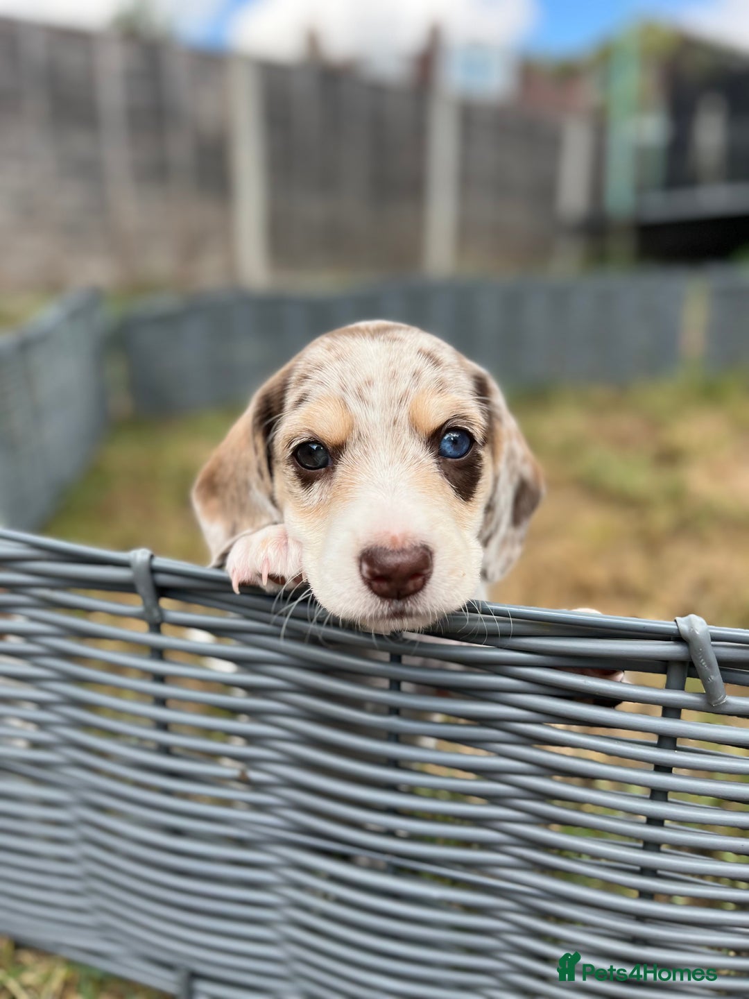 Miniature Dachshund dogs for sale: ‼️Last pup left‼️ 🐾Pied girl with ticked paws 🐾  - Image 11