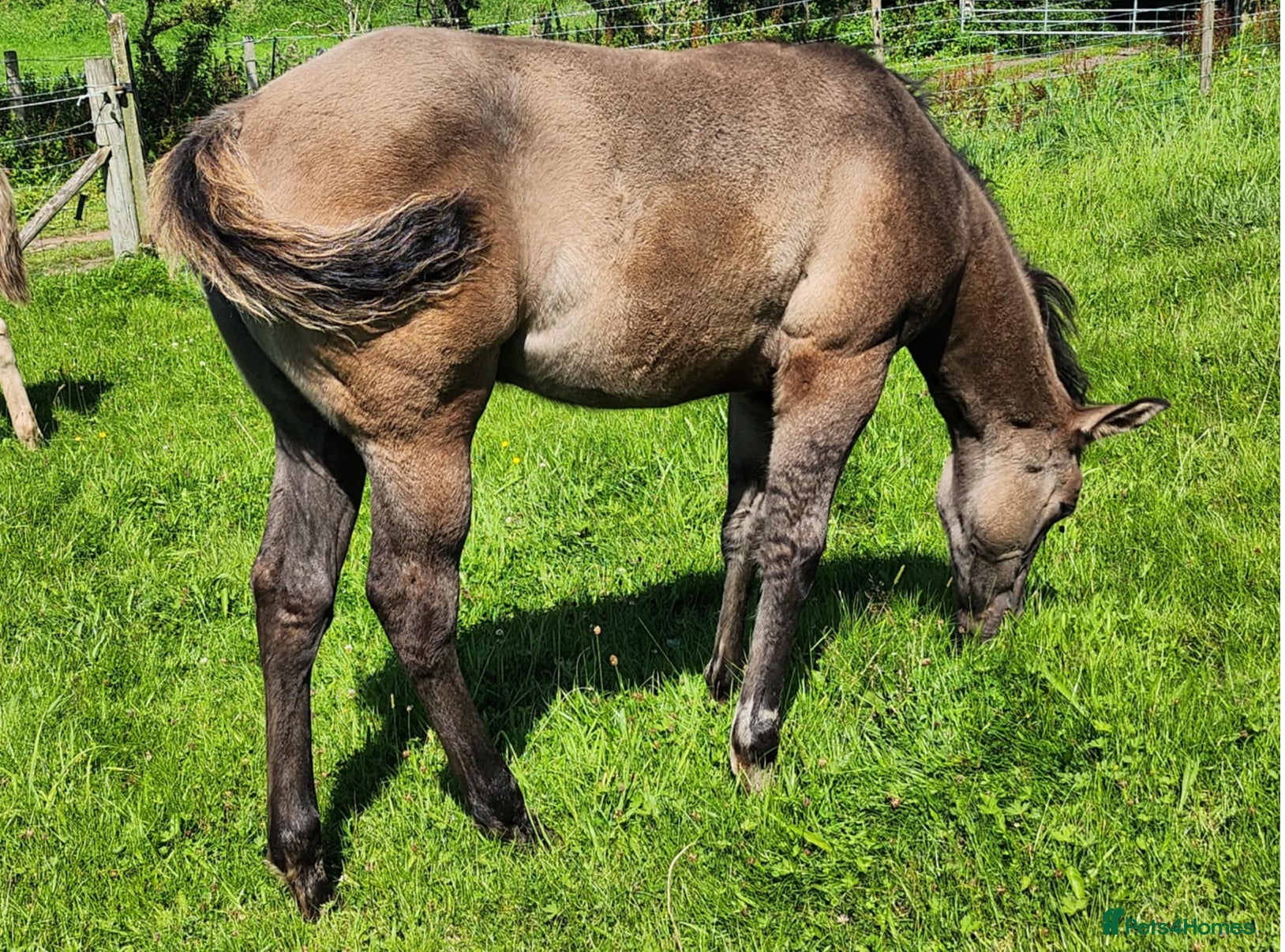 American Quarter horses Striking Colt foal - Advert 1