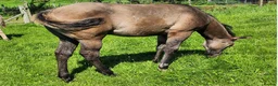 American Quarter horses for sale: Striking Colt foal - Advert 1