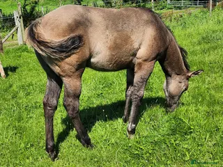 American Quarter horses Striking Colt foal - Advert 11
