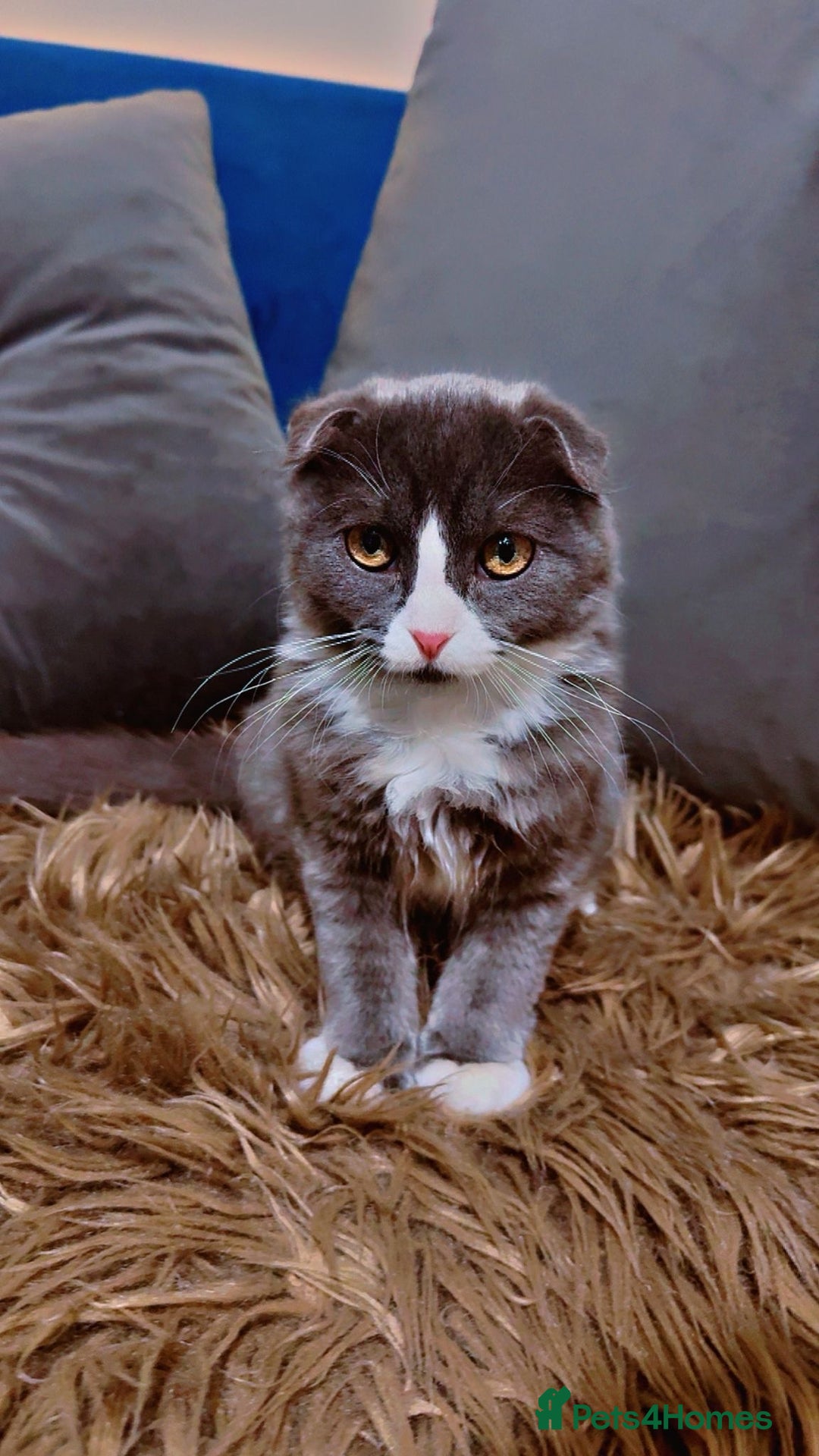 Scottish Fold cats for sale: 2 left Beautiful Scottish fold🧸🌹 - Advert 7