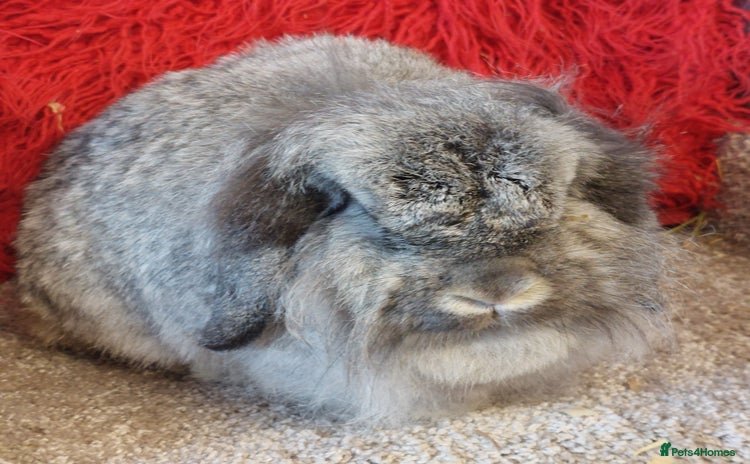 Mini Lop rabbits - Advert 11