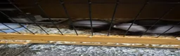 Ferret rodents for sale: 3 x Jill Ferret/polecat hybrids & 1 Jack in Braintree - Advert 5