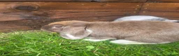Mini Lop rabbits for sale: Gorgeous Mini lops child friendly  - Advert 2