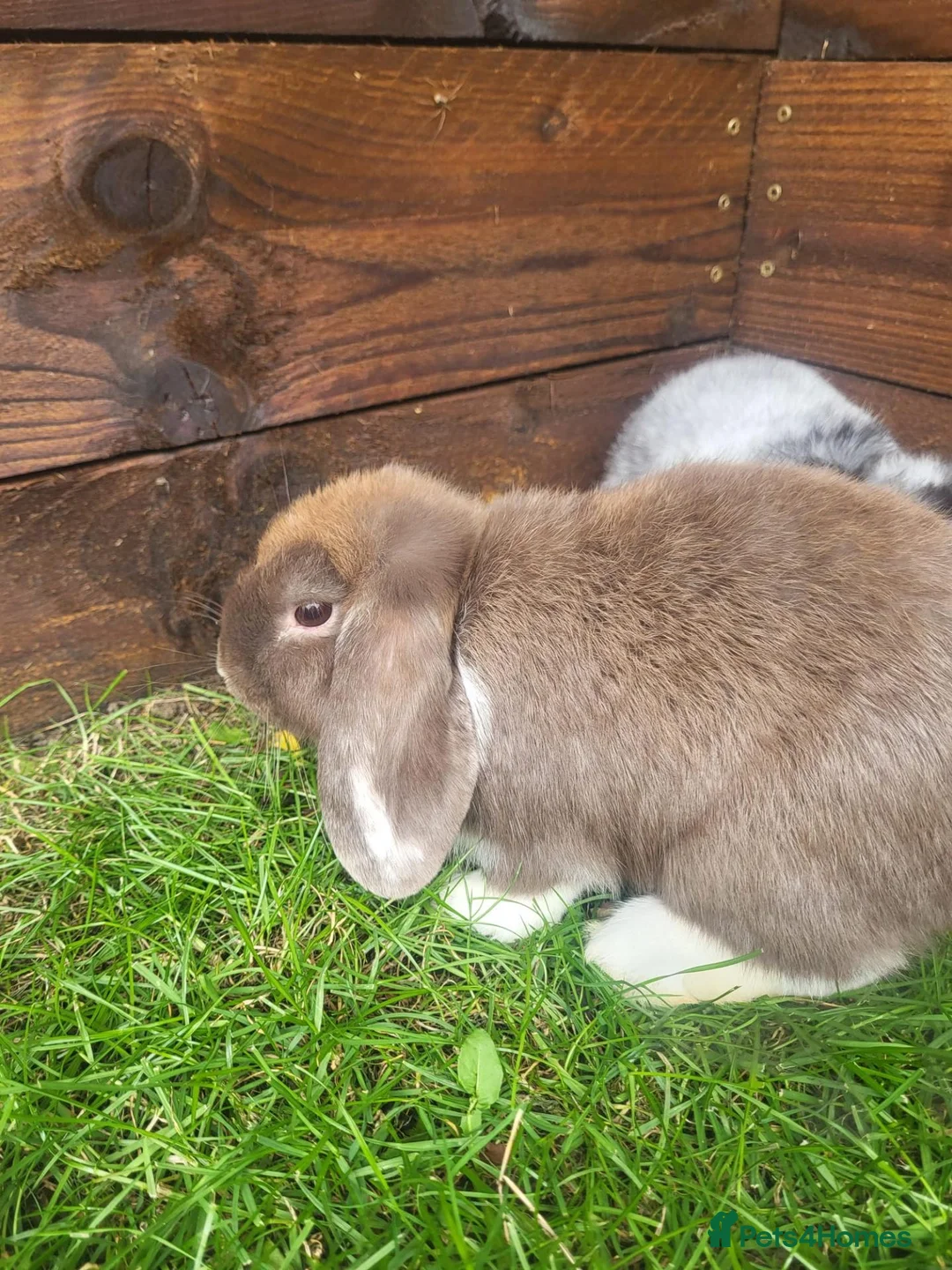 Mini Lop rabbits for sale: Gorgeous Mini lops child friendly  - Advert 2