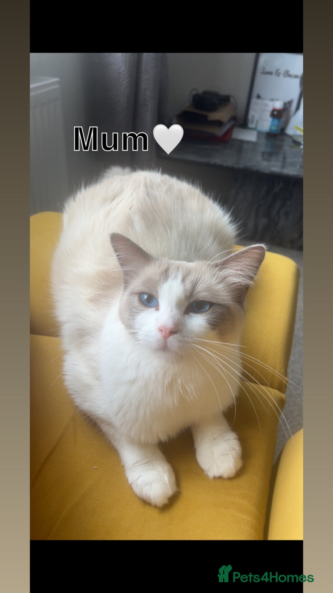 Ragdoll cats for sale: 🩷2 beautiful blue bicolour Ragdoll girls💜 - Image 4
