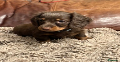 Miniature Dachshund dogs - Advert 9