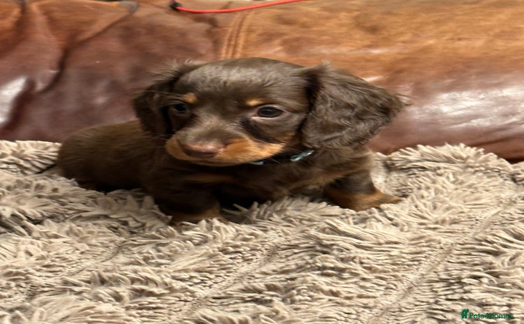 Miniature Dachshund dogs - Advert 10
