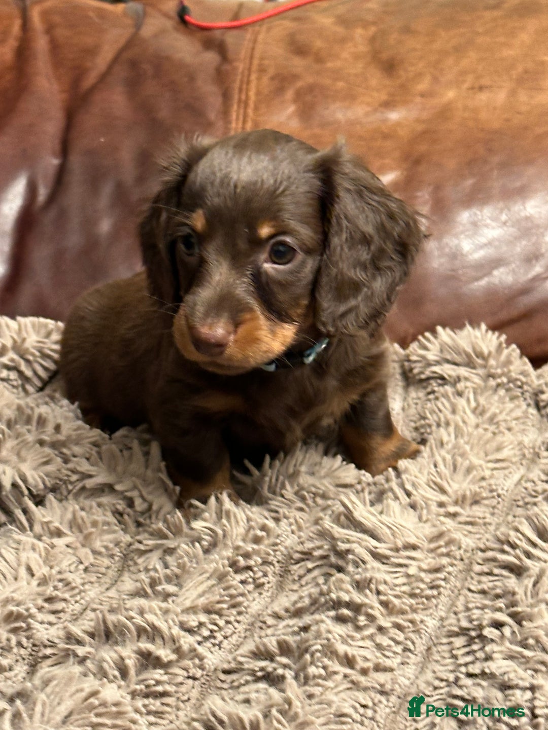 Miniature Dachshund dogs for sale: KC reg miniature dachshunds long and short coated  - Image 1