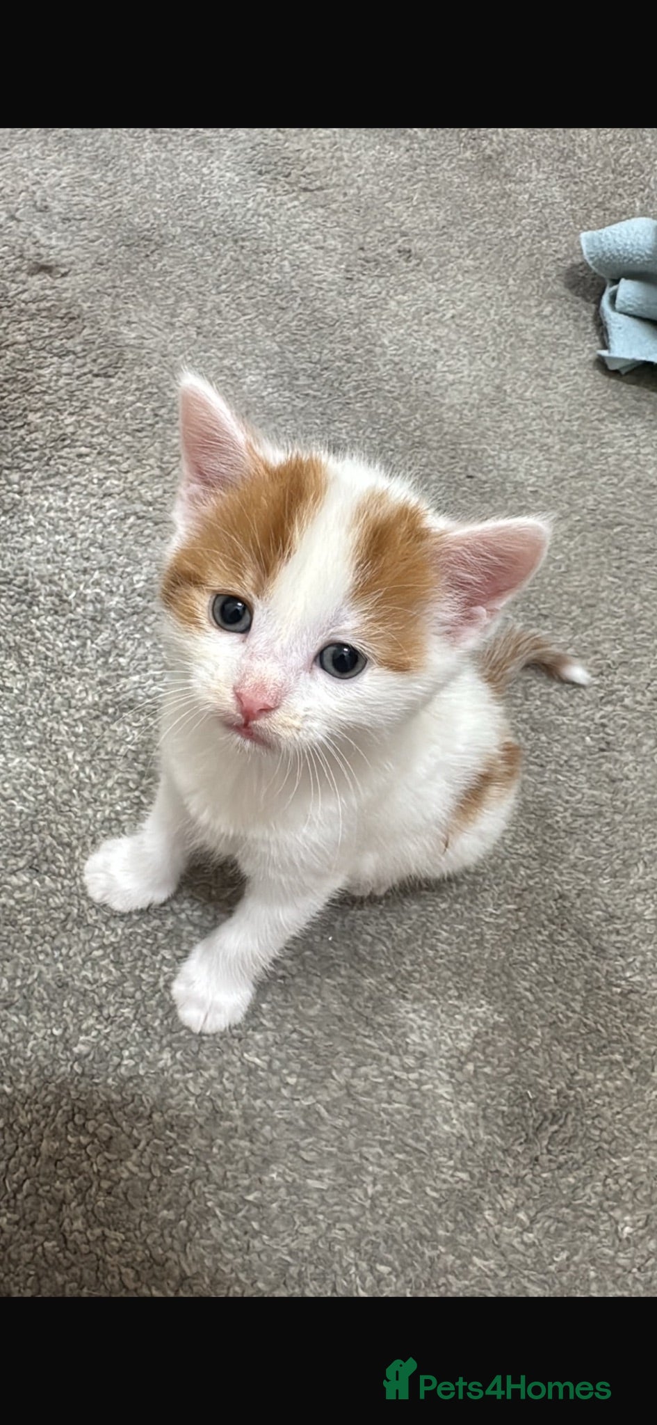 Mixed Breed cats Ginger and white male kitten  - Advert 6