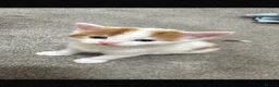 Mixed Breed cats for sale: Ginger and white male kitten  - Advert 1