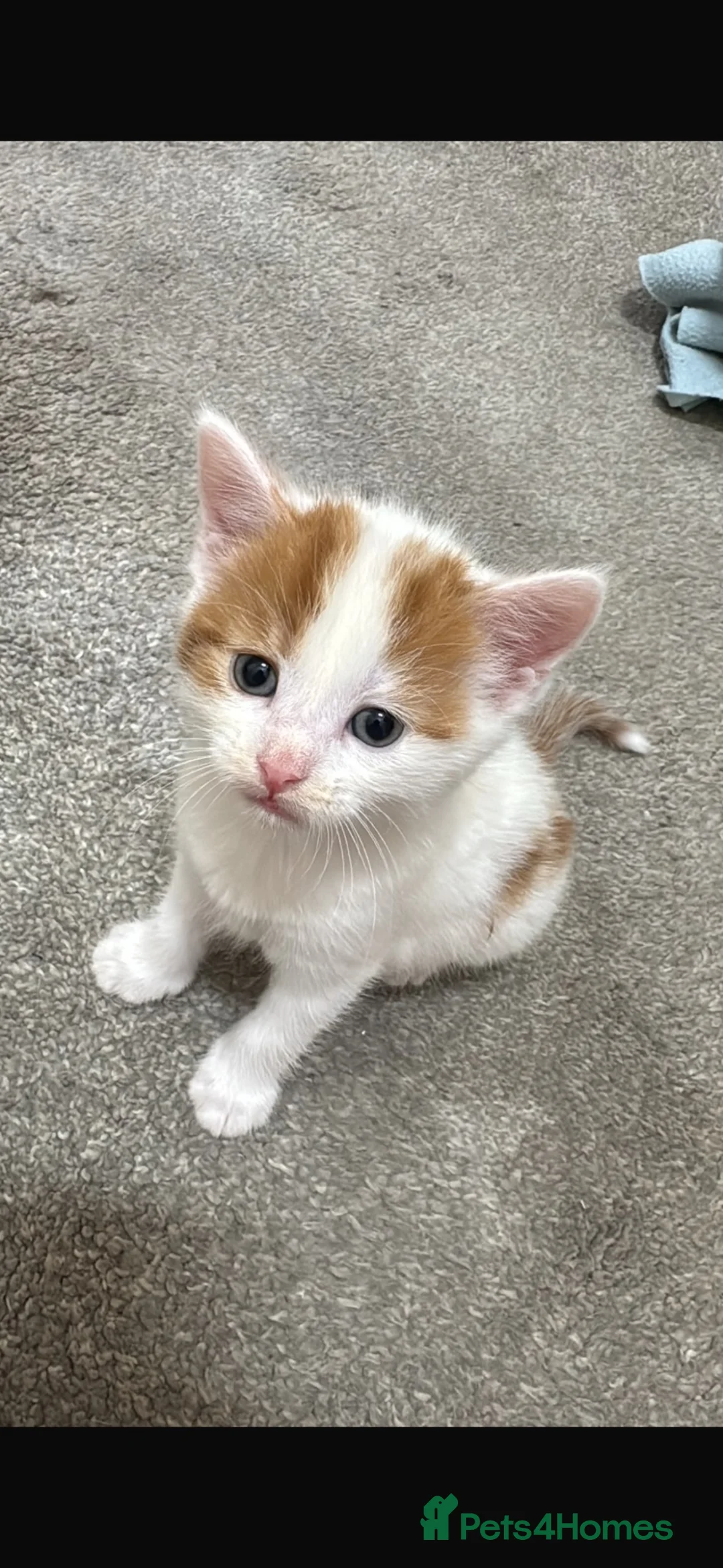 Mixed Breed cats for sale: Ginger and white male kitten  - Advert 1