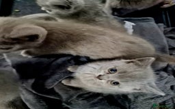 British Shorthair cats for sale: Pure British Short Hair cutties - Image 23