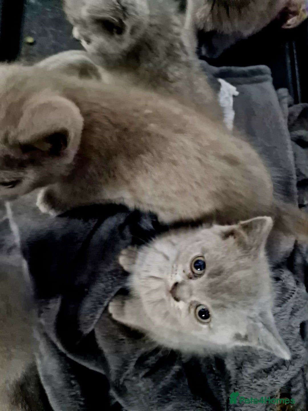 British Shorthair cats for sale: Pure British Short Hair cutties - Image 23
