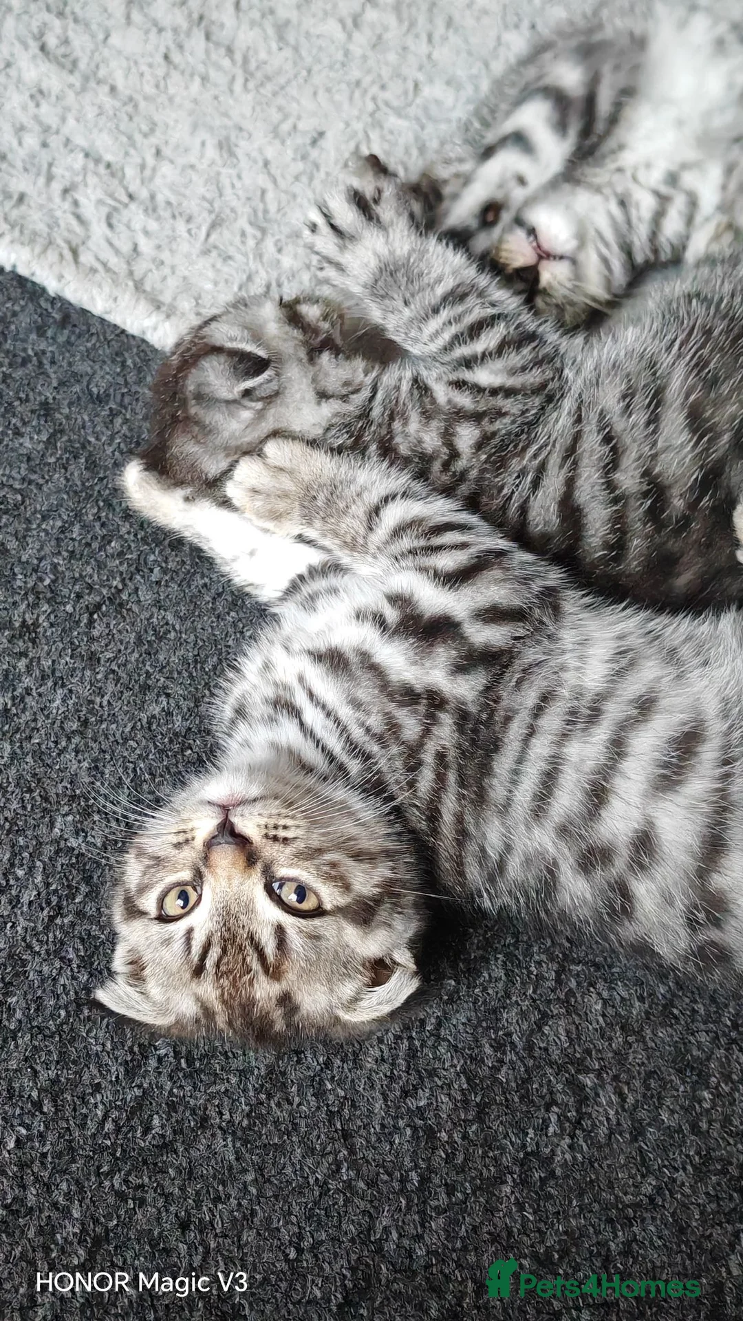 Scottish Fold cats for sale: Scottish Fold ×  Shorthair Silver Tabby Mix Kitten - Advert 1