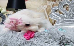 Maltese dogs for sale: Emperatrice Maltese-Korean Line Show Maltese KC Re - Advert 32