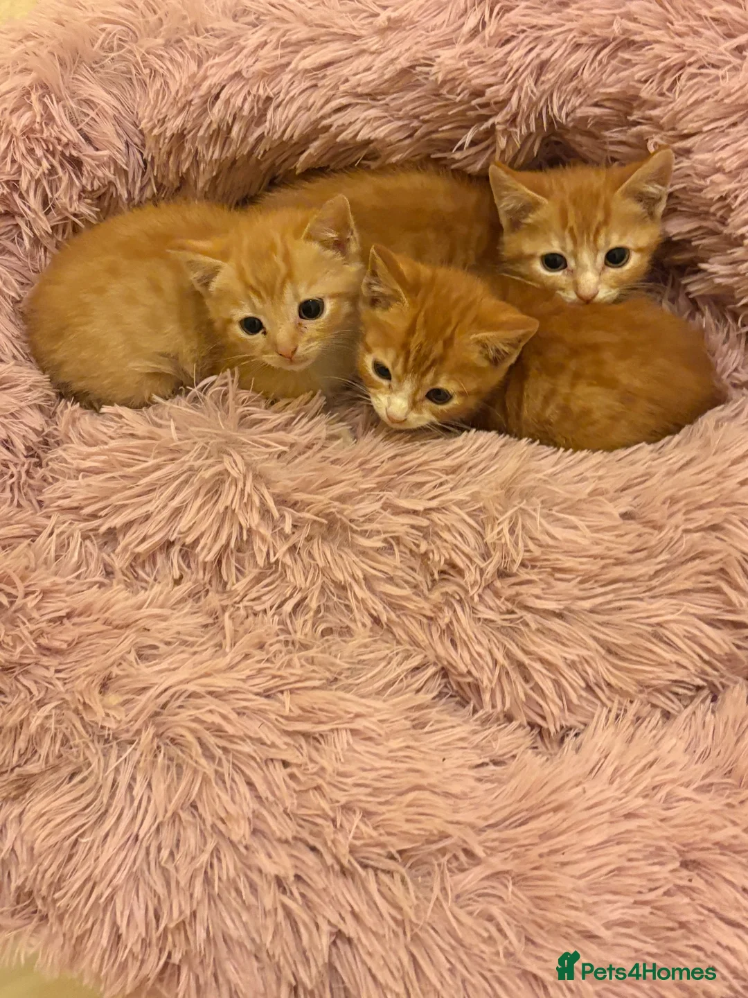 Mixed Breed cats for sale: beautiful babies ready for their forever home  - Advert 1