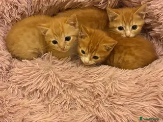 Mixed Breed cats beautiful babies ready for their forever home - Advert 1
