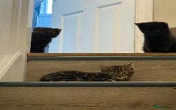 Mixed Breed cats for sale: British shorthair cross kittens  - Image 7