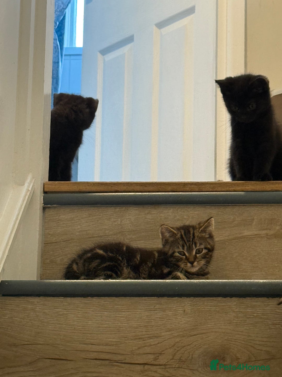 Mixed Breed cats for sale: British shorthair cross kittens  - Image 7