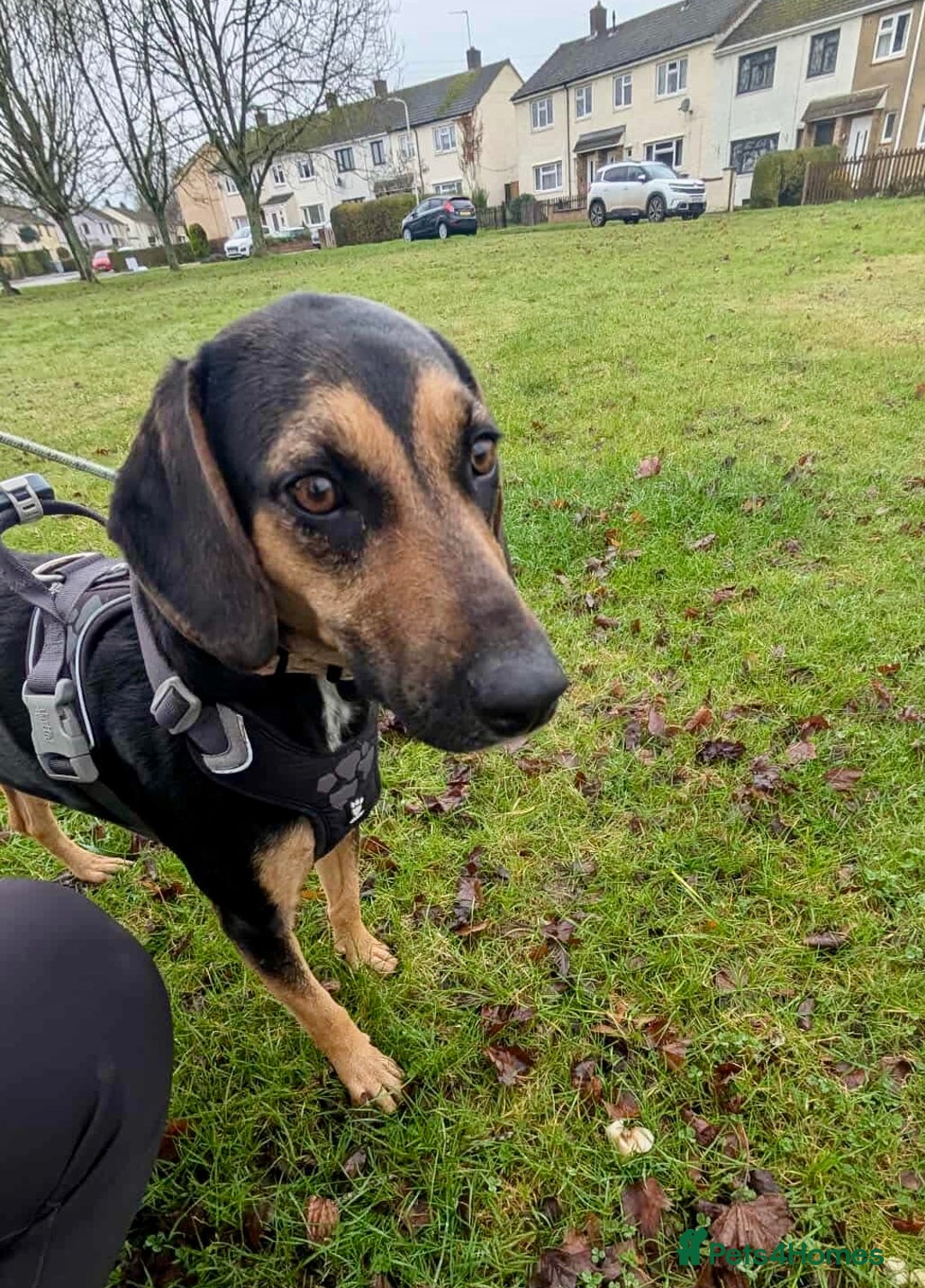 Mixed Breed dogs for adoption: ❤️ Deuce This beautiful soul has come so far… ❤️ - Advert 3