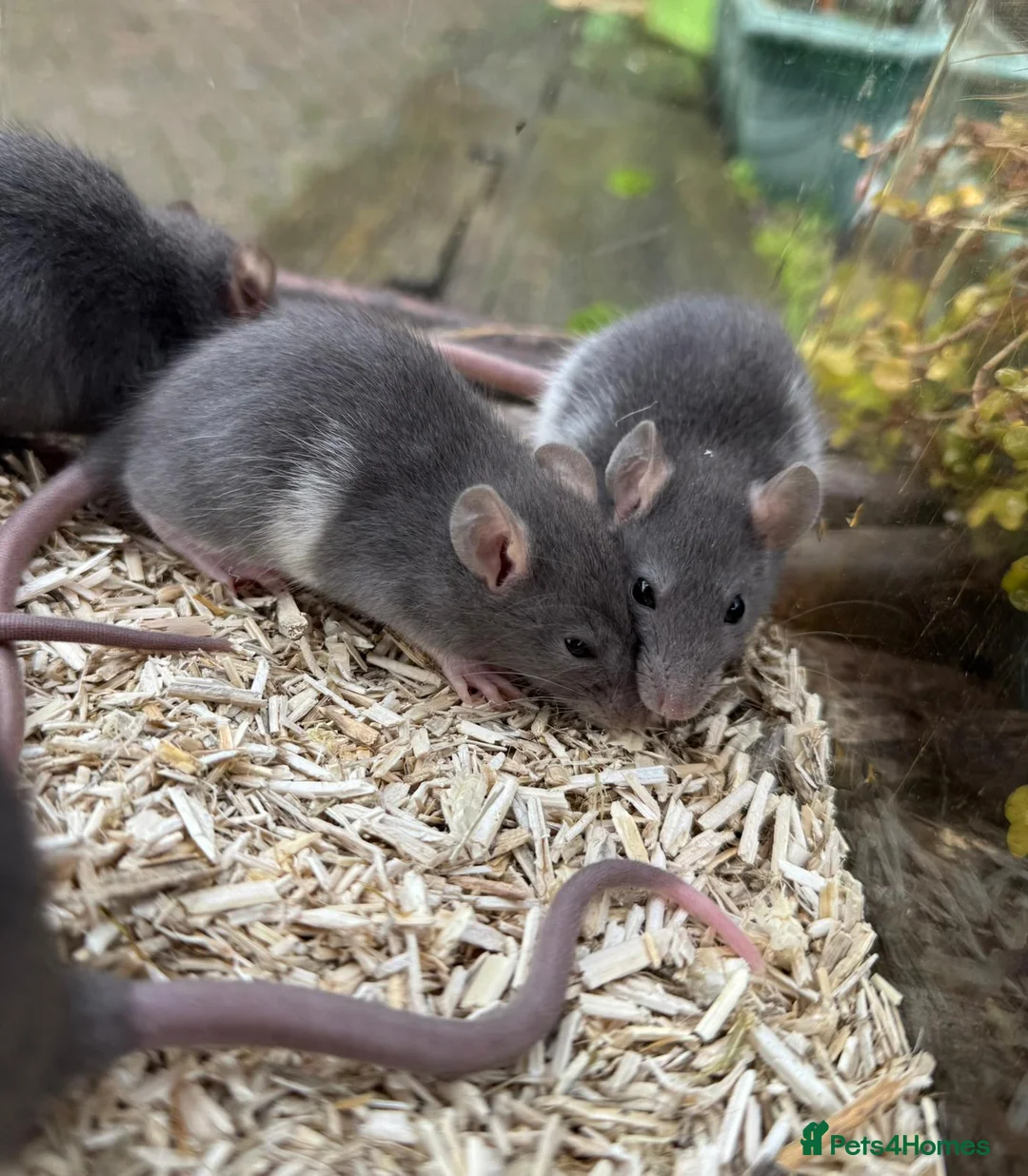 Rat rodents for sale: Gorgeous baby rats dwarf and full size Sheffield - Advert 2