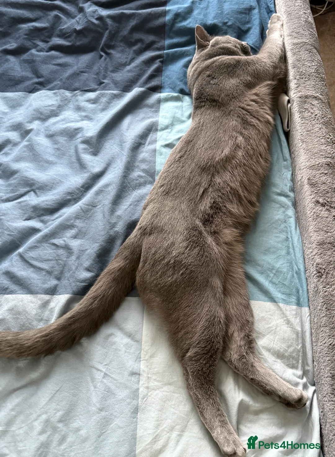 Russian Blue cats for stud: Pure Russian Blue Stud Available for Mating in Chessington - Advert 15