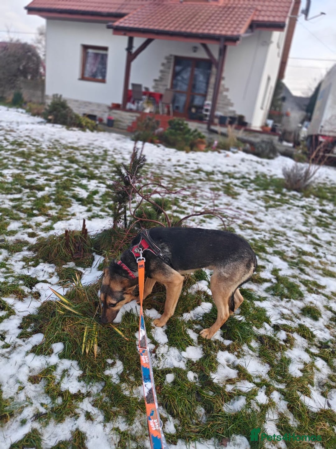 Mixed Breed dogs for adoption: 💙MOZART-low medium 1 yo boy looking for safety💙 - Advert 13