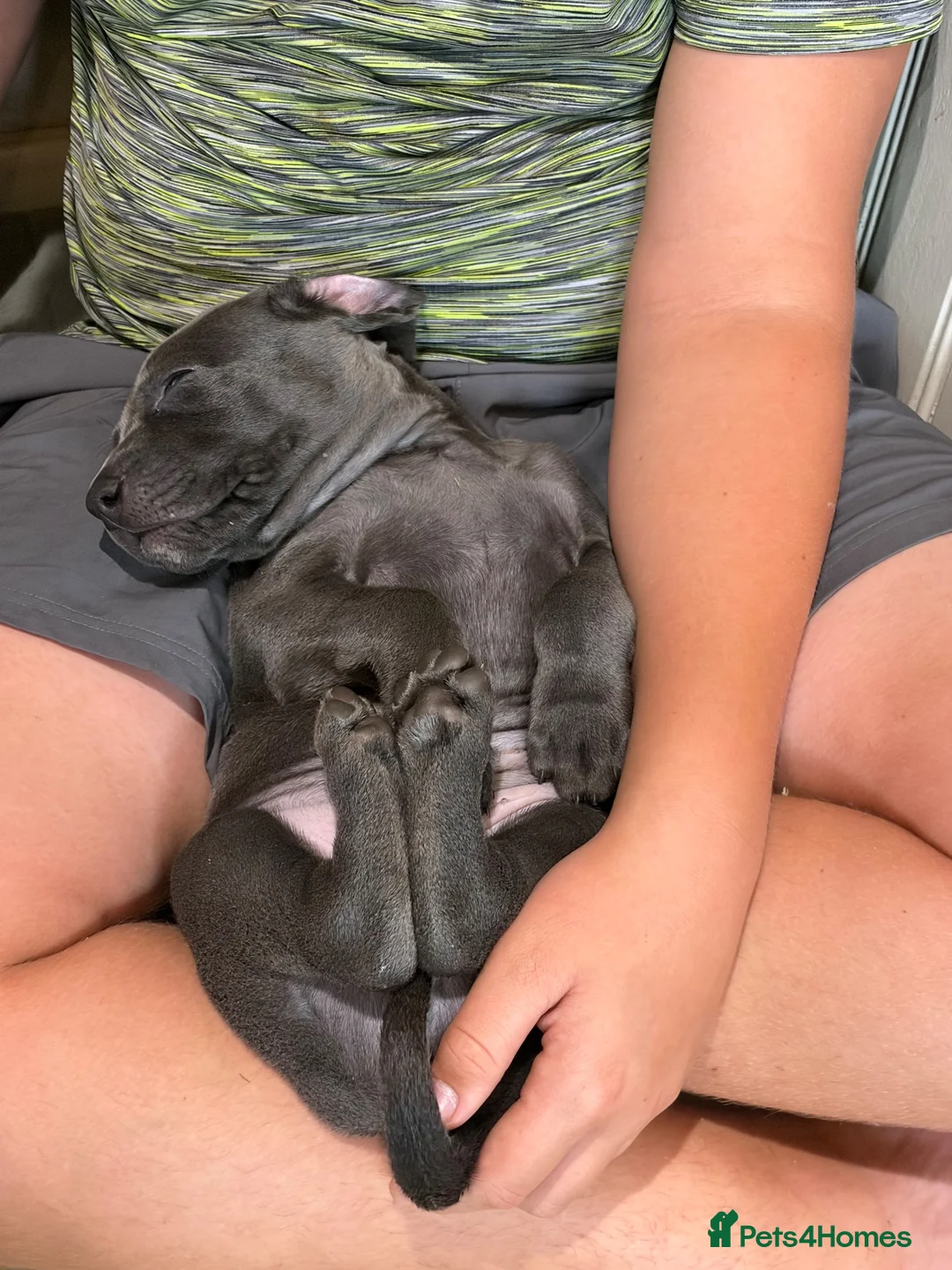 Weimaraner dogs for sale: 🐾 Beautiful Weimaraner Puppies  🐾 in Burnley - Advert 4