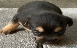 Jack Russell dogs for sale: 6 Jack Russell Puppies  - Advert 6