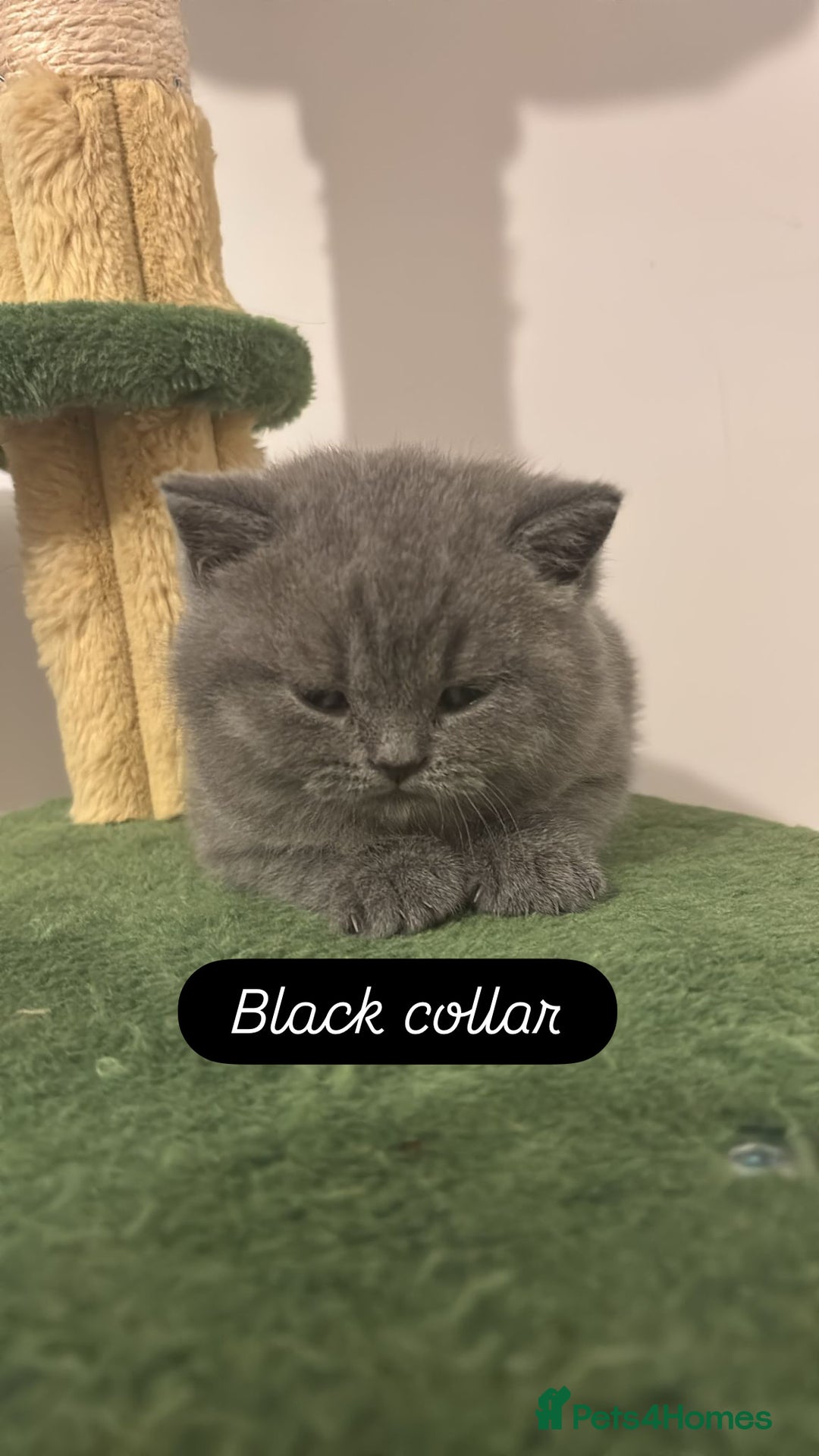 British Shorthair cats for sale: 🧸✨6 Chunky British Shorthair Kittens For Sale✨🧸 - Advert 19