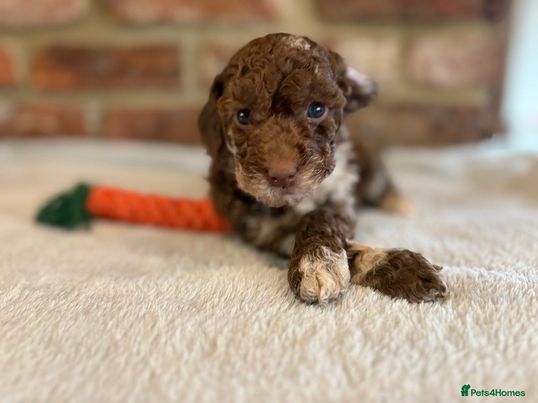 Cockapoo dogs for sale: F1b cockapoo puppies - Advert 26