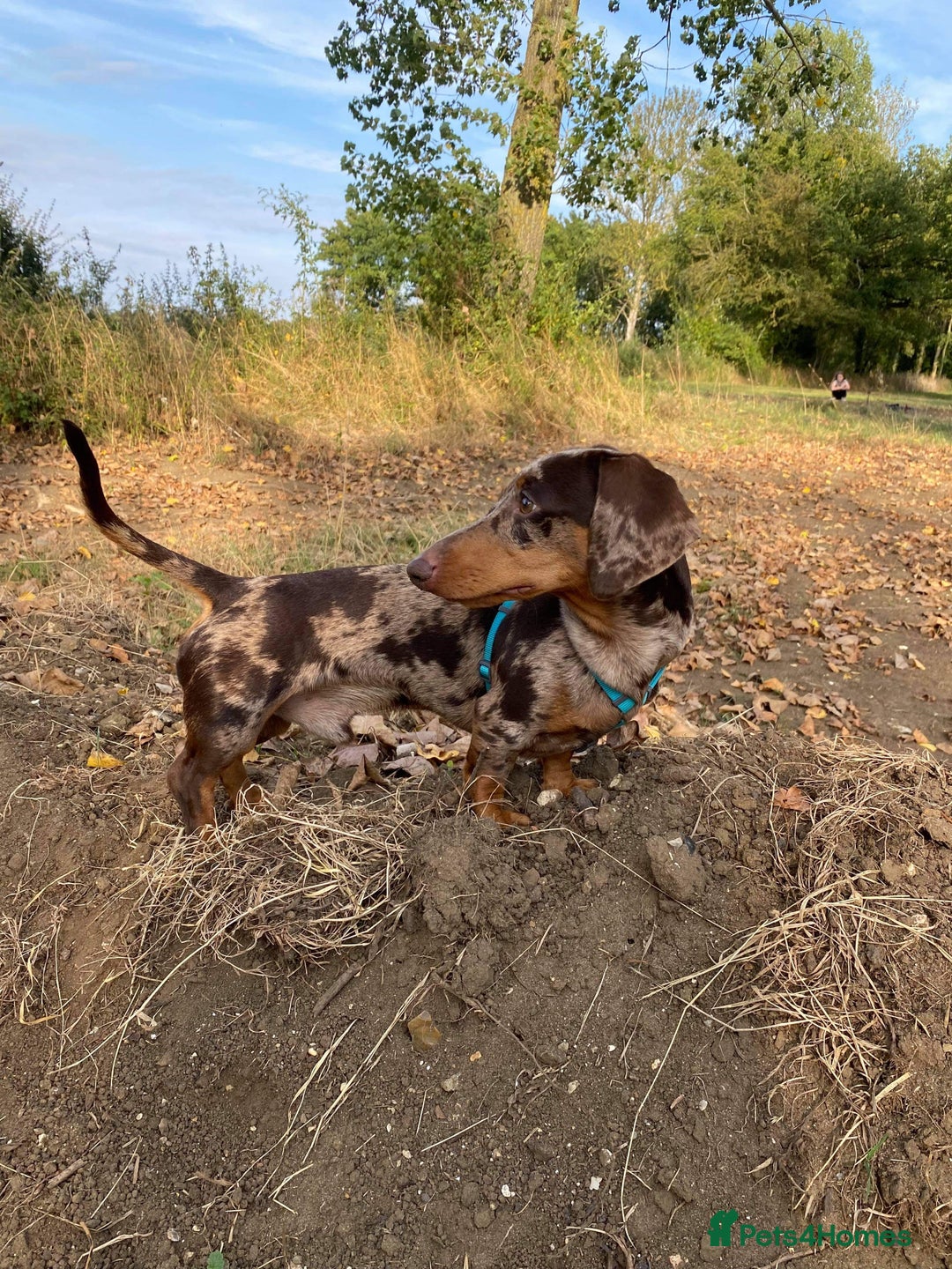 Miniature Dachshund dogs for stud: Miniature Dachshund Stud Kc registered & Pra clear in Stowmarket - Advert 10