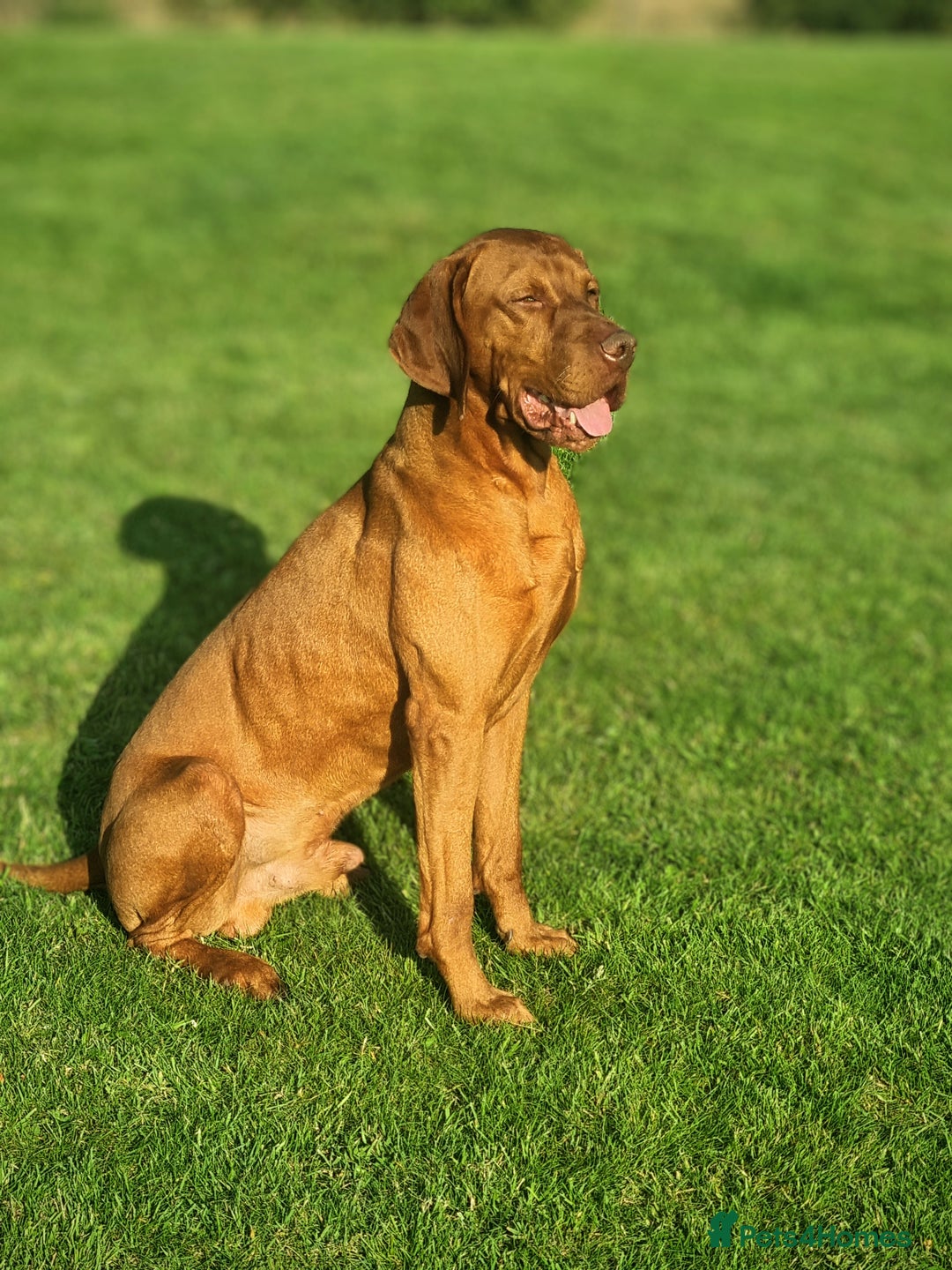 Hungarian Vizsla dogs for stud: KC Registered Smooth Hungarian Vizsla in Penrith - Advert 4