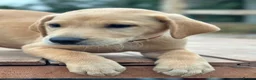 Labrador Retriever dogs for sale: KC REGISTERED LABRADOR PUPPIES - Advert 16
