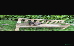 Mixed Breed dogs for sale: Dachshund x Jack pussell - Image 17